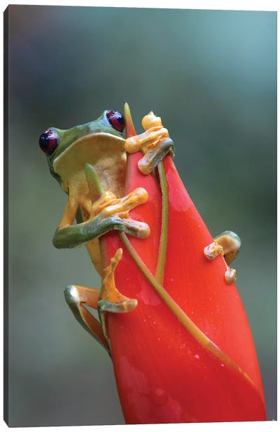 Gliding Leaf Frog On Heliconia, Costa Rica Canvas Art Print - Costa Rica