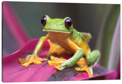 Gliding Leaf Frog Portrait, Costa Rica Canvas Art Print - Costa Rica