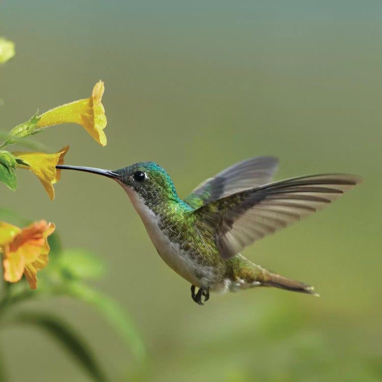 Andean Emerald Hummingbird Feeding On A Yellow Flower, Ecuador - Vertical