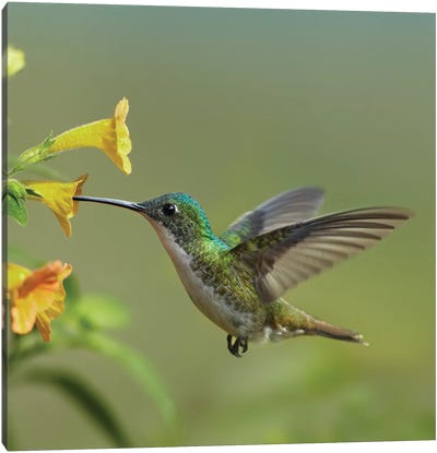 Andean Emerald Hummingbird Feeding On A Yellow Flower, Ecuador - Vertical Canvas Art Print - South America