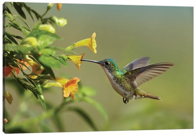 Andean Emerald Hummingbird Feeding On A Yellow Flower, Ecuador - Horizontal Canvas Art Print - South America