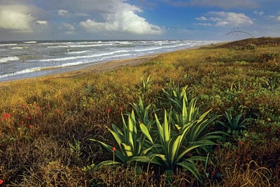 Apollo Beach At Canaveral National Seashore, Florida by Tim Fitzharris framed wall art