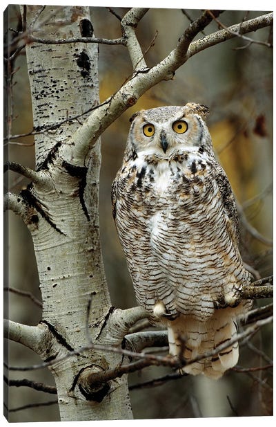 Great Horned Owl Pale Form, Perched In Tree, Alberta, Canada Canvas Art Print - Owl Art