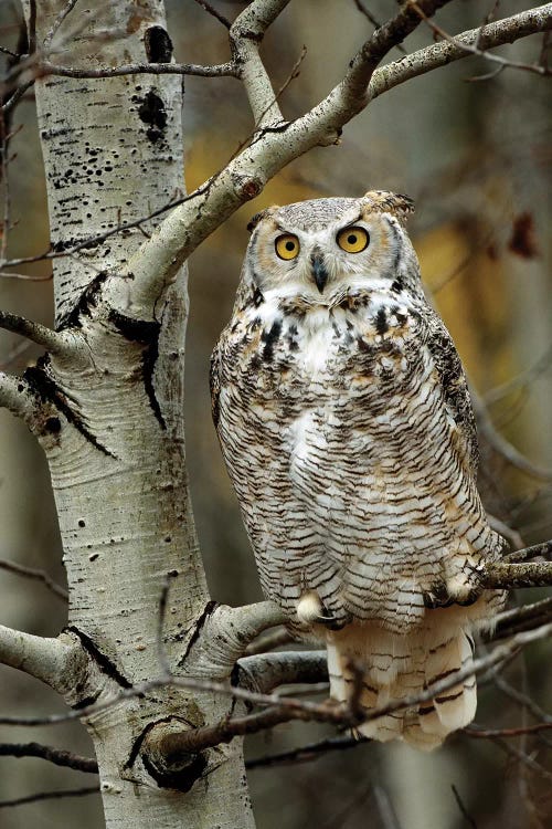 Great Horned Owl Pale Form, Perched In Tree, Alberta, Canada