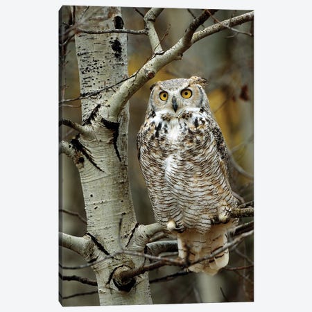 Great Horned Owl Pale Form, Perched In Tree, Alberta, Canada Canvas Print #TFI424} by Tim Fitzharris Art Print
