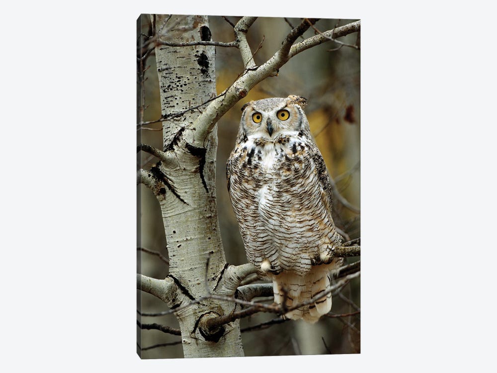 Great Horned Owl Pale Form, Perched In Tree, Alberta, Canada by Tim Fitzharris 1-piece Canvas Art Print
