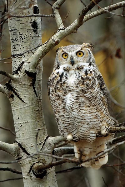Tim Fitzharris: Great Horned Owl Pale Form, Perched In Tree, Alberta, Canada by Tim Fitzharris