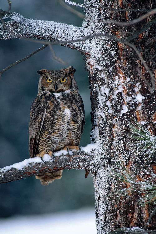 Great Horned Owl Perched In Tree Dusted With Snow, British Columbia, Canada I by Tim Fitzharris wall art
