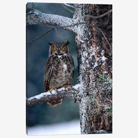 Great Horned Owl Perched In Tree Dusted With Snow, British Columbia, Canada I Canvas Print #TFI425} by Tim Fitzharris Art Print