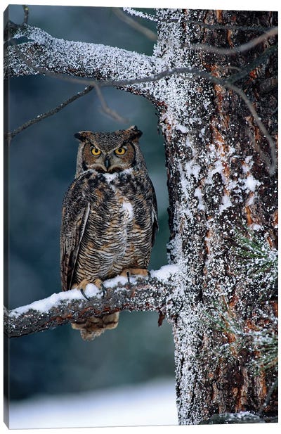 Great Horned Owl Perched In Tree Dusted With Snow, British Columbia, Canada I Canvas Art Print