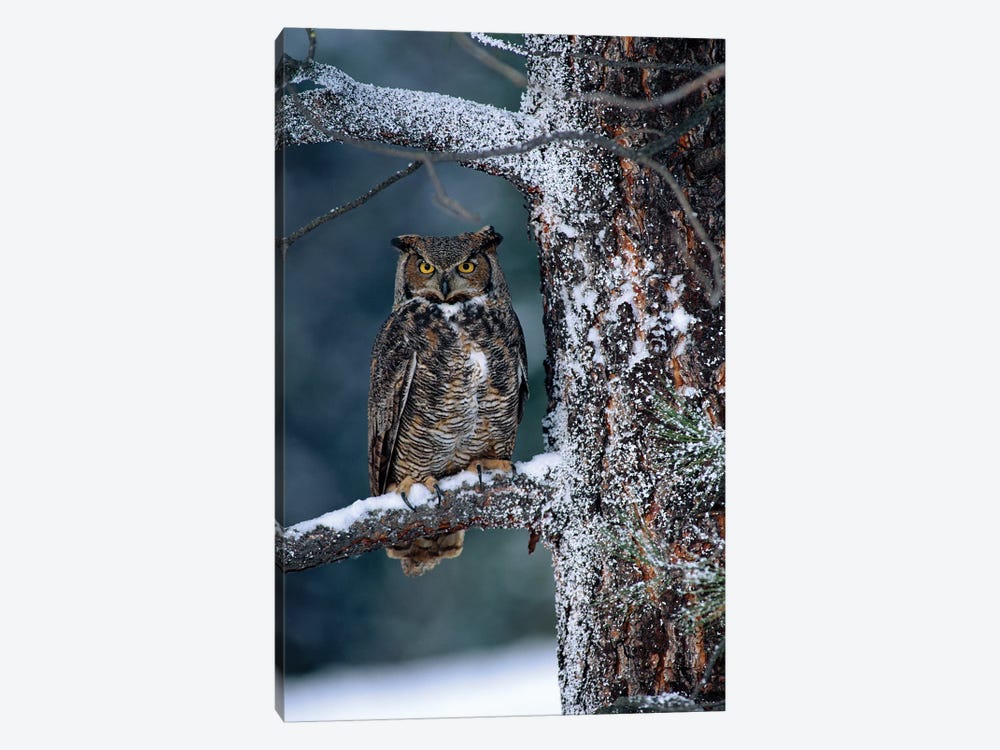 Great Horned Owl Perched In Tree Dusted With Snow, British Columbia, Canada I by Tim Fitzharris 1-piece Canvas Wall Art