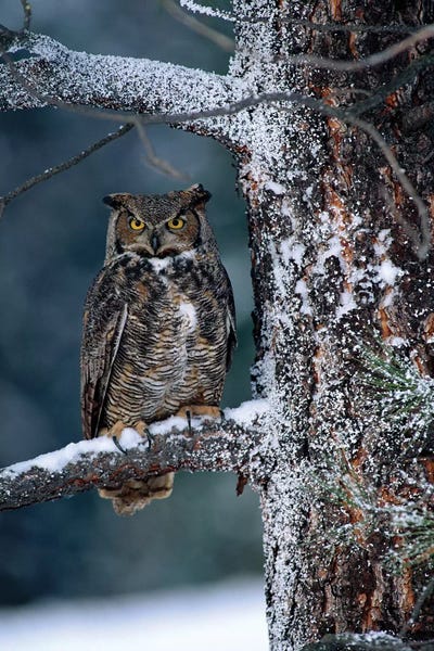 Tim Fitzharris: Great Horned Owl Perched In Tree Dusted With Snow, British Columbia, Canada I by Tim Fitzharris