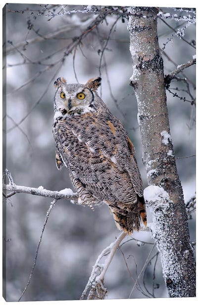 Great Horned Owl Perched In Tree Dusted With Snow, British Columbia, Canada II Canvas Art Print
