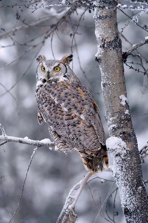 Great Horned Owl Perched In Tree Dusted With Snow, British Columbia, Canada II