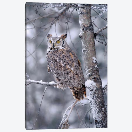 Great Horned Owl Perched In Tree Dusted With Snow, British Columbia, Canada II Canvas Print #TFI426} by Tim Fitzharris Canvas Print