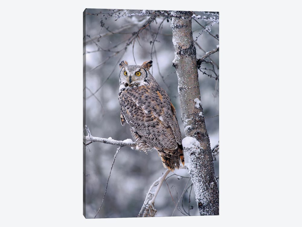 Great Horned Owl Perched In Tree Dusted With Snow, British Columbia, Canada II by Tim Fitzharris 1-piece Canvas Print