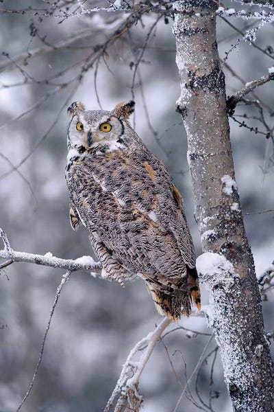Canada: Great Horned Owl Perched In Tree Dusted With Snow, British Columbia, Canada II by Tim Fitzharris
