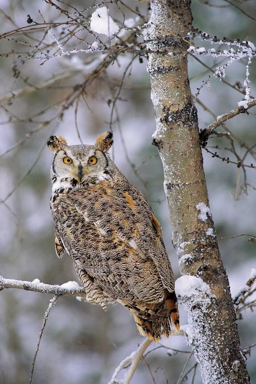 Great Horned Owl, Pale Form, Perching In A Snow-Covered Tree, British Columbia, Canada