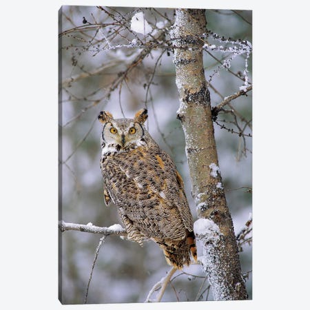 Great Horned Owl, Pale Form, Perching In A Snow-Covered Tree, British Columbia, Canada Canvas Print #TFI427} by Tim Fitzharris Art Print