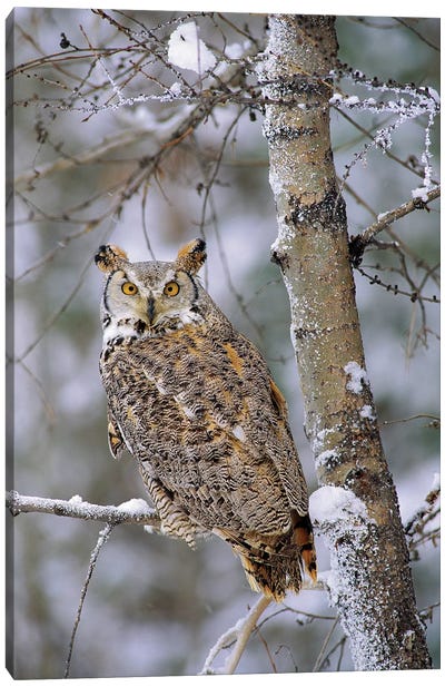 Great Horned Owl, Pale Form, Perching In A Snow-Covered Tree, British Columbia, Canada Canvas Art Print