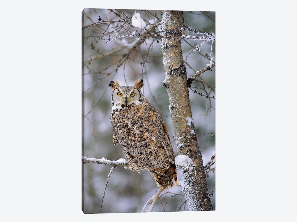 Great Horned Owl, Pale Form, Perching In A Snow-Covered Tree, British Columbia, Canada by Tim Fitzharris 1-piece Canvas Wall Art