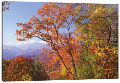 Great Smoky Mountains From, Blue Ridge Parkway, North Carolina Canvas Art Print - Tennessee