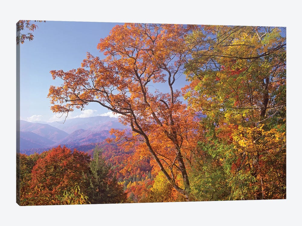 Great Smoky Mountains From, Blue Ridge Parkway, North Carolina by Tim Fitzharris 1-piece Canvas Art Print