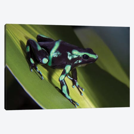 Green And Black Poison Dart Frog Portrait, Costa Rica Canvas Print #TFI432} by Tim Fitzharris Canvas Print