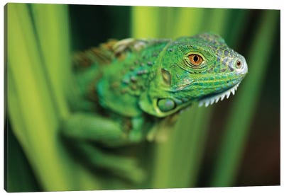 Green Iguana Amid Green Leaves, Roatan Island, Honduras Canvas Art Print - Iguanas