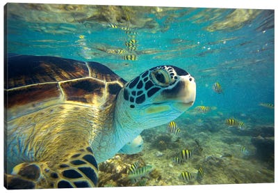 Green Sea Turtle, Balicasag Island, Philippines I Canvas Art Print - Underwater Art