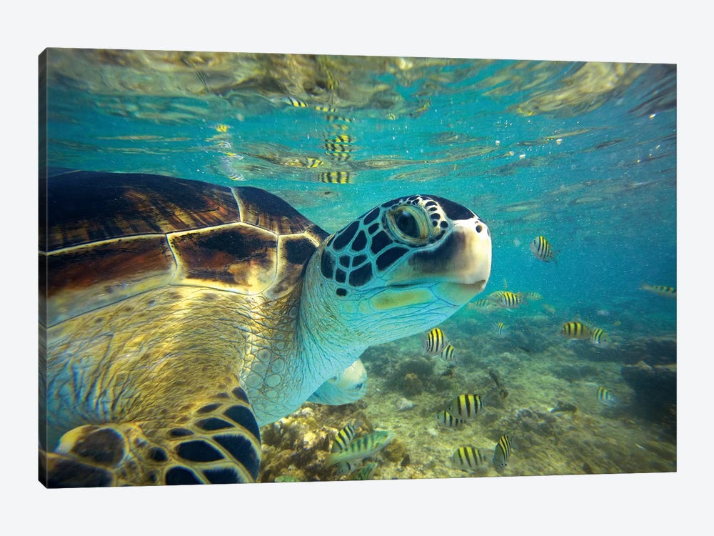 Green Sea Turtle, Balicasag Island, Philippines I by Tim Fitzharris 1-piece Canvas Print