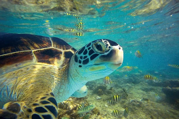 Minden Pictures: Green Sea Turtle, Balicasag Island, Philippines I by Tim Fitzharris