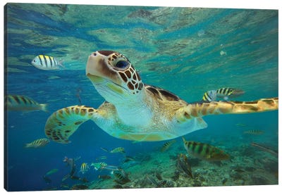 Green Sea Turtle, Balicasag Island, Philippines II Canvas Art Print - Underwater Art