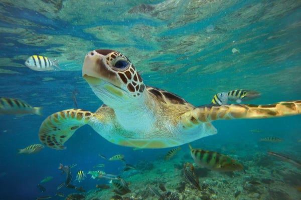 Reptiles & Amphibians: Green Sea Turtle, Balicasag Island, Philippines II by Tim Fitzharris