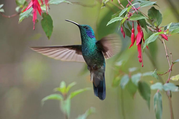 Green Violet-Ear Hummingbird Foraging, Costa Rica