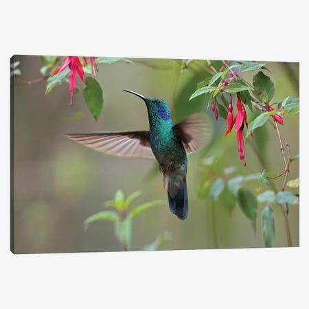 Green Violet-Ear Hummingbird Foraging, Costa Rica Canvas Print #TFI440} by Tim Fitzharris Canvas Wall Art