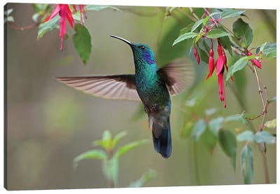 Green Violet-Ear Hummingbird Foraging, Costa Rica Canvas Art Print - Macro Photography