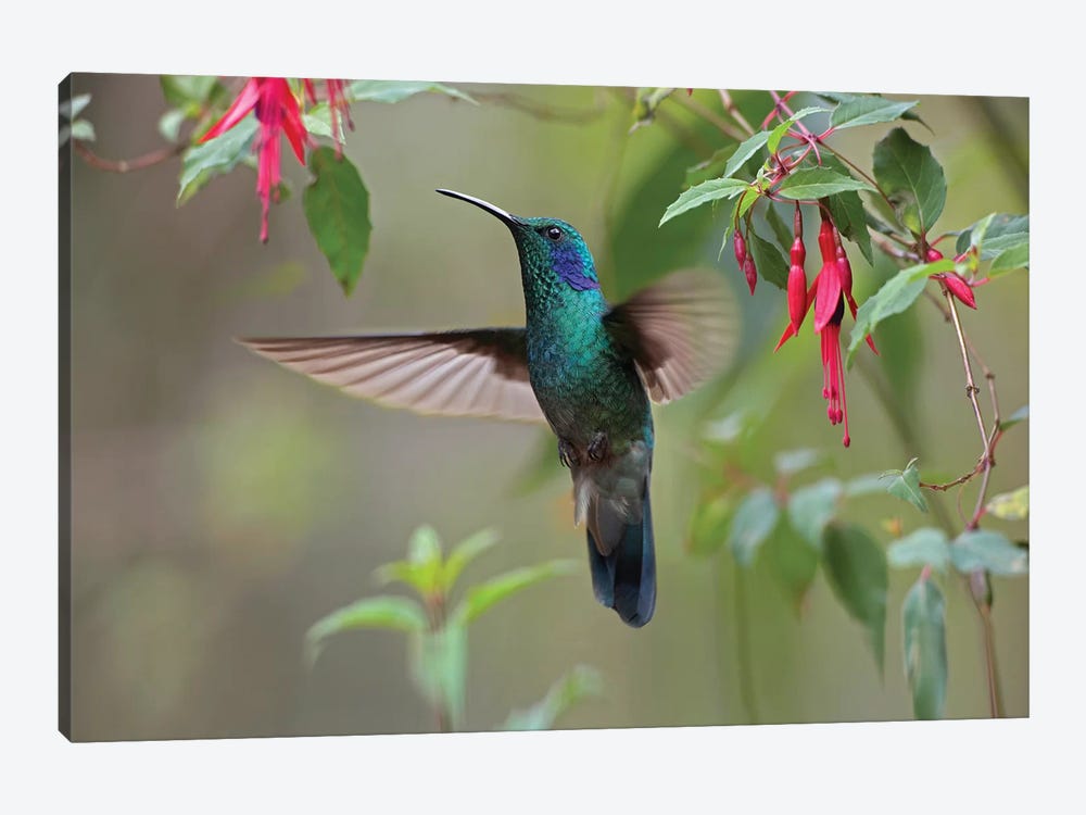 Green Violet-Ear Hummingbird Foraging, Costa Rica by Tim Fitzharris 1-piece Canvas Print