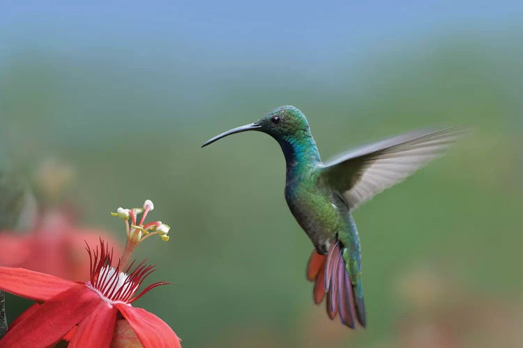 Green-Breasted Mango Hummingbird Male Foraging, Costa Rica