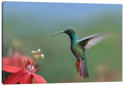 Green-Breasted Mango Hummingbird Male Foraging, Costa Rica Canvas Art Print - Macro Photography