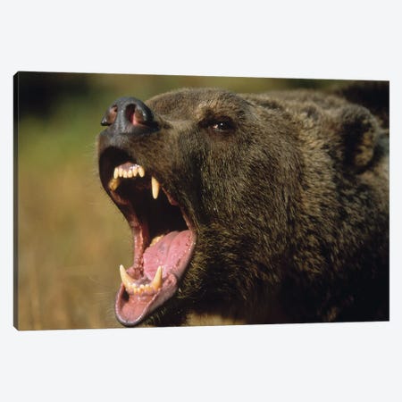Grizzly Bear Calling, North America II Canvas Print #TFI446} by Tim Fitzharris Art Print