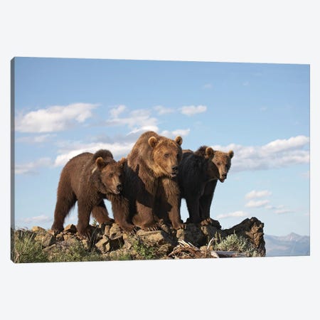 Grizzly Bear Mother With Two One Year Old Cubs, North America II Canvas Print #TFI448} by Tim Fitzharris Canvas Artwork