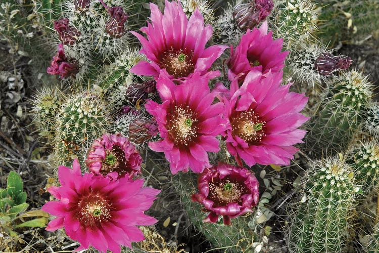 Hedgehog Cactus Flowering, Arizona