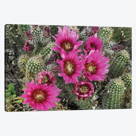 Hedgehog Cactus Flowering, Arizona Canvas Print #TFI465} by Tim Fitzharris Art Print