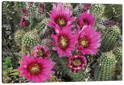 Hedgehog Cactus Flowering, Arizona Canvas Art Print - Nature Close-Up Art