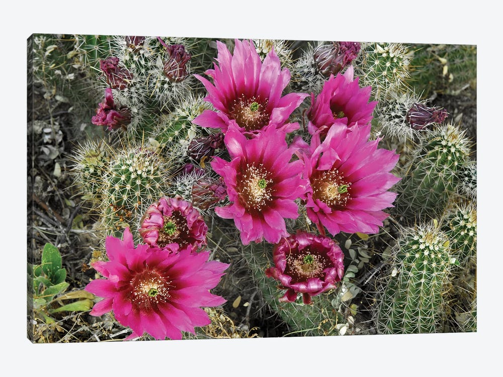 Hedgehog Cactus Flowering, Arizona by Tim Fitzharris 1-piece Canvas Art