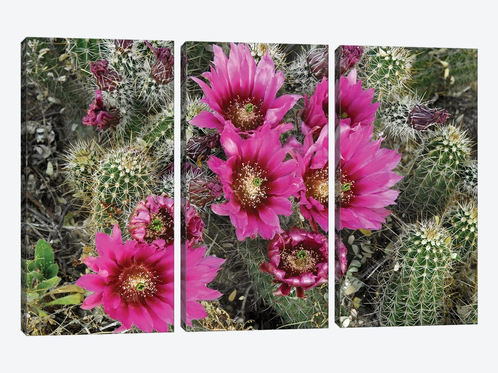 Hedgehog Cactus Flowering, Arizona by Tim Fitzharris 3-piece Canvas Artwork