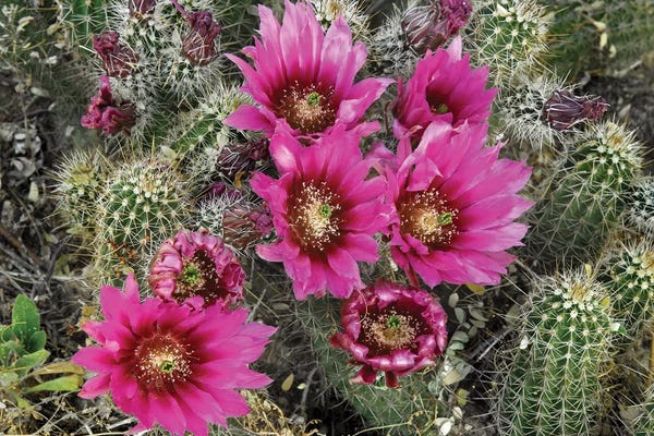 Tim Fitzharris: Hedgehog Cactus Flowering, Arizona by Tim Fitzharris