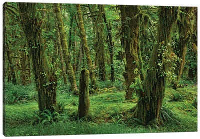 Hoh Rainforest, Olympic National Park, Washington Canvas Art Print