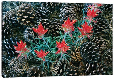 Indian Paintbrush Surrounded By Pine Cones, South Rim, Grand Canyon National Park, Arizona Canvas Art Print - Rocky Mountain National Park Art